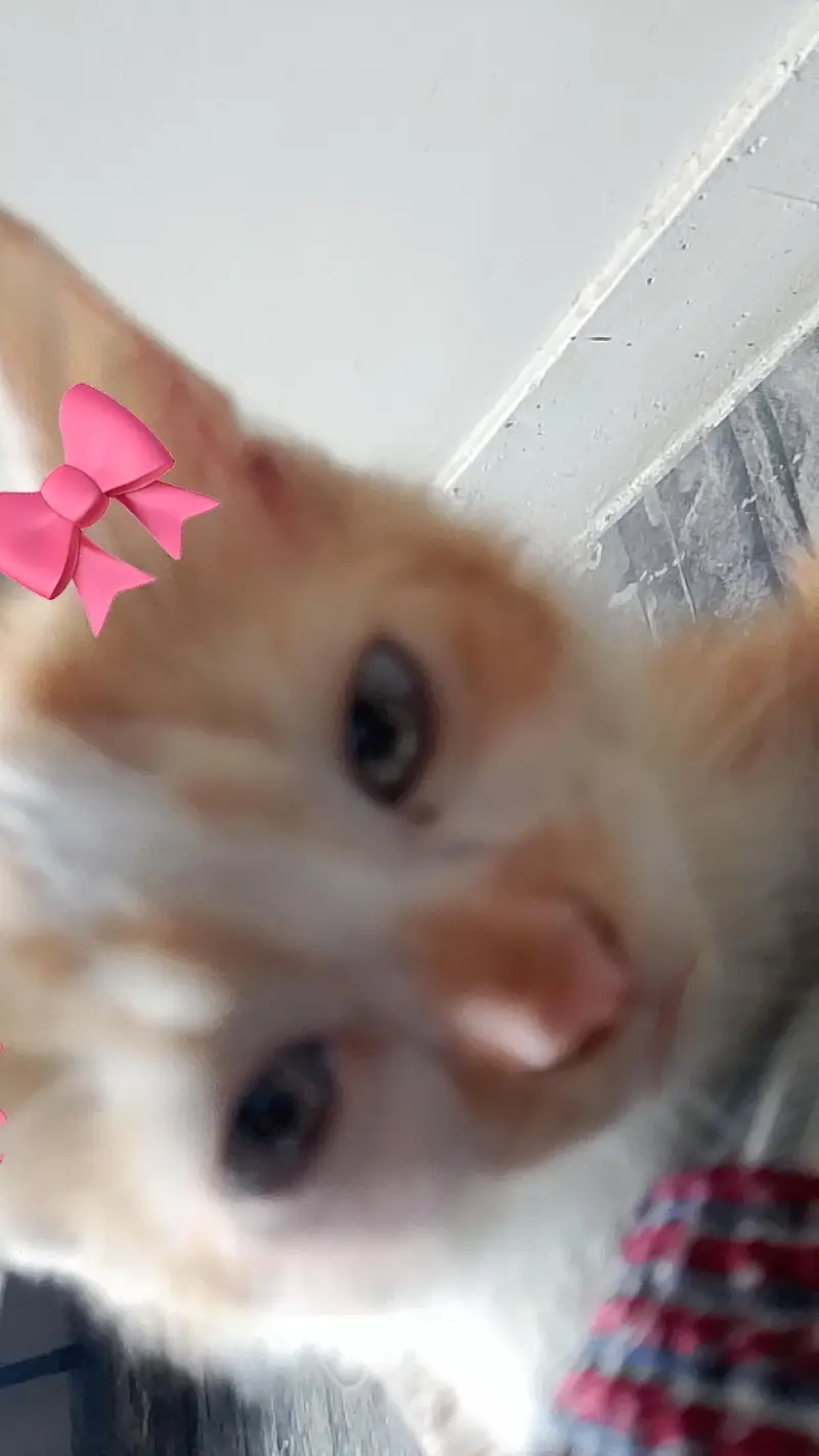 Persian Kitten — photo 4
