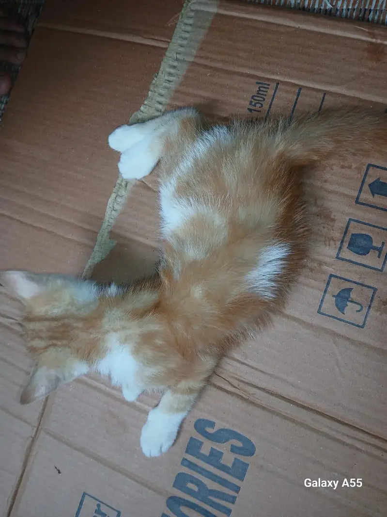 Persian Kitten — photo 5