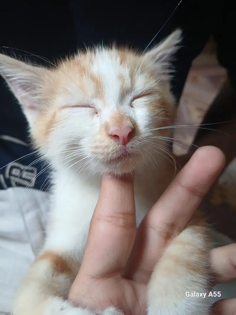 Persian Kitten — photo 6