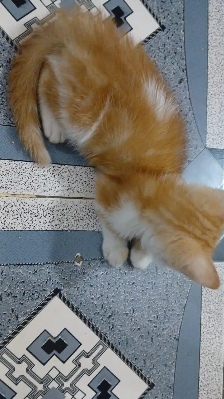 Persian Kitten — photo 7