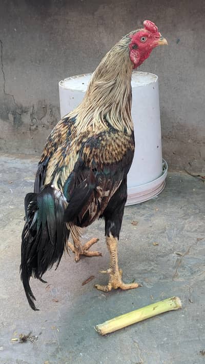 Zero Size Jawa Murgha aur Mushki Murghi