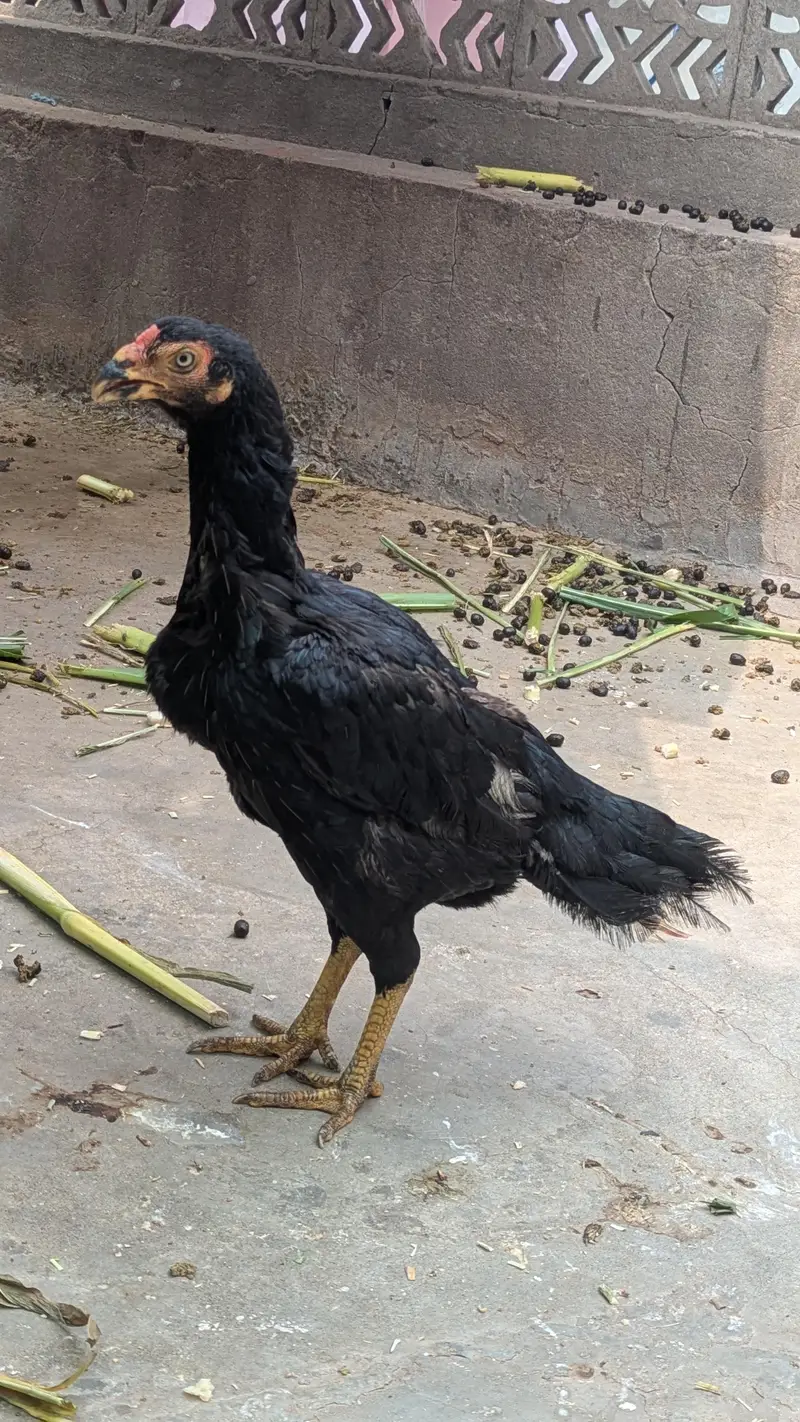 Zero Size Jawa Murgha aur Mushki Murghi — photo 2