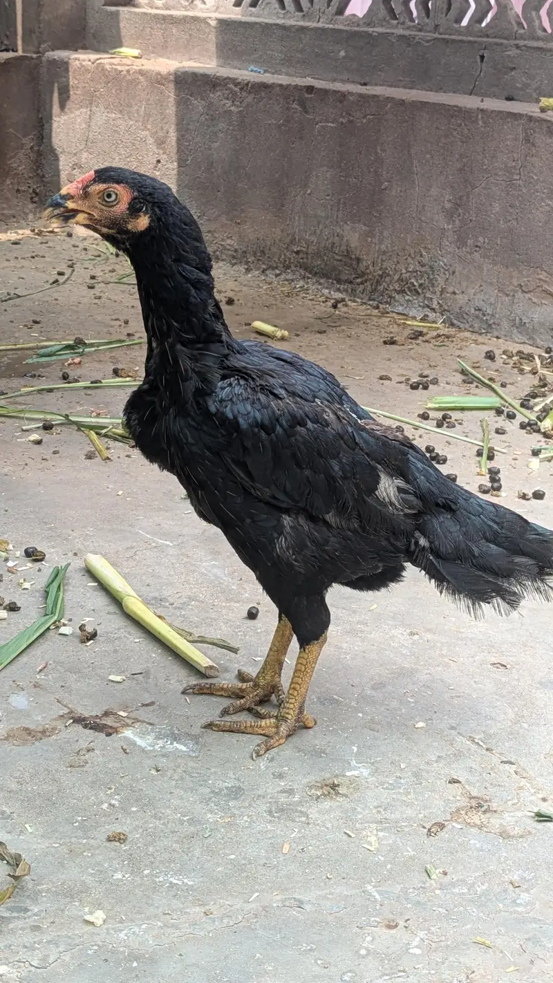 Zero Size Jawa Murgha aur Mushki Murghi — photo 3