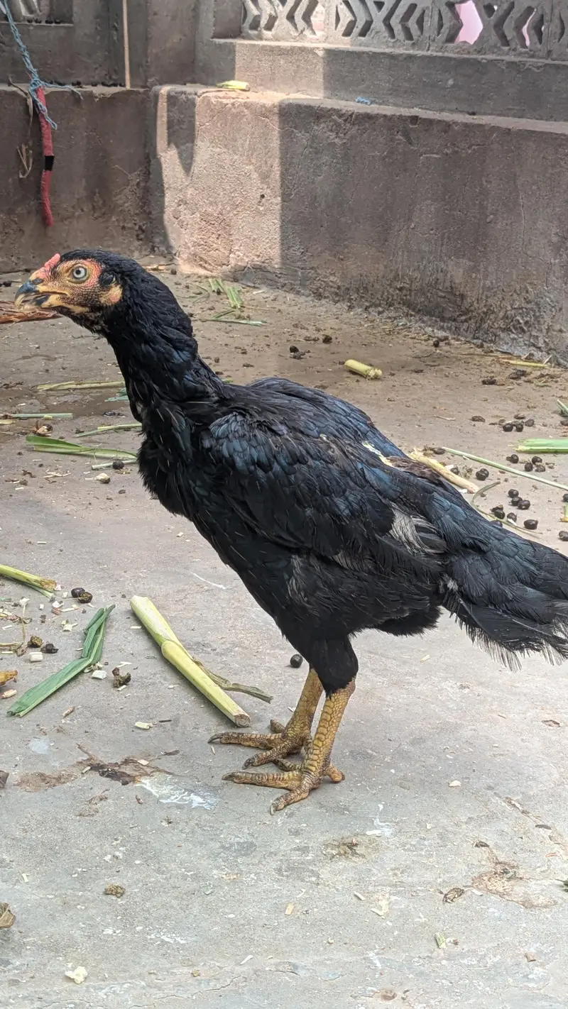 Zero Size Jawa Murgha aur Mushki Murghi — photo 4