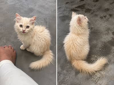 Persian Kitten for Sale – 3 Months – Beautiful Cream Color