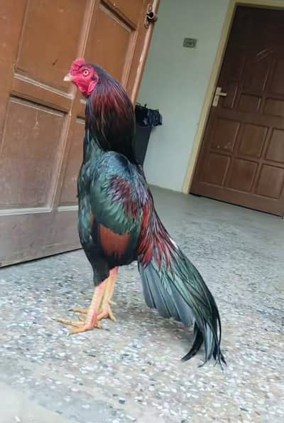 mainwali aseel murga for sale