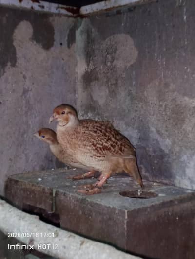 tikar pair