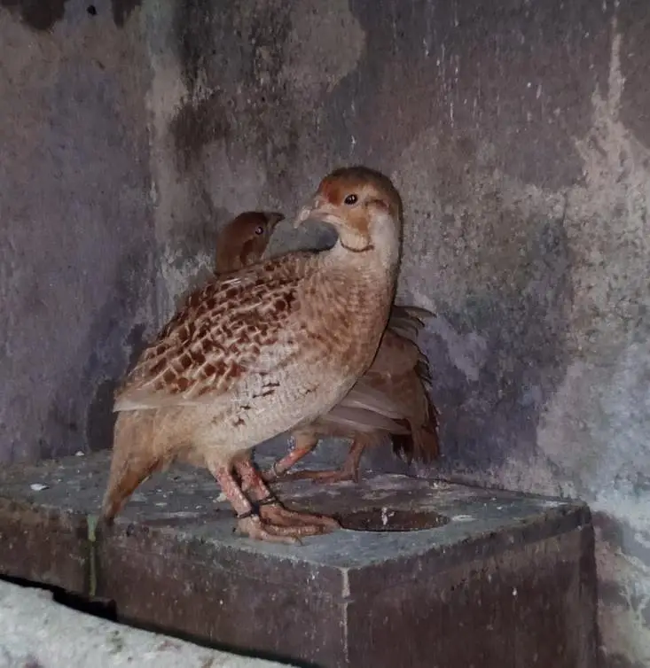 tikar pair — photo 2