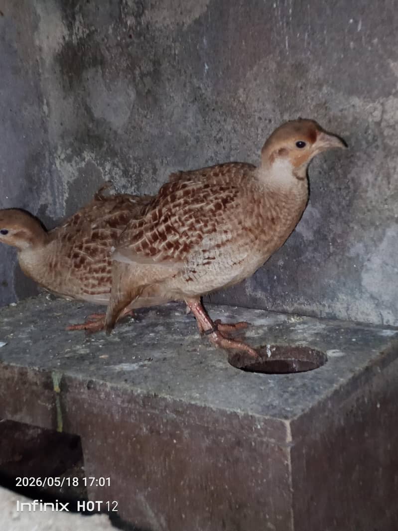 tikar pair 2