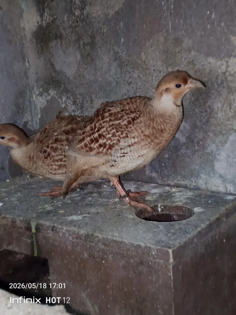 tikar pair — photo 3