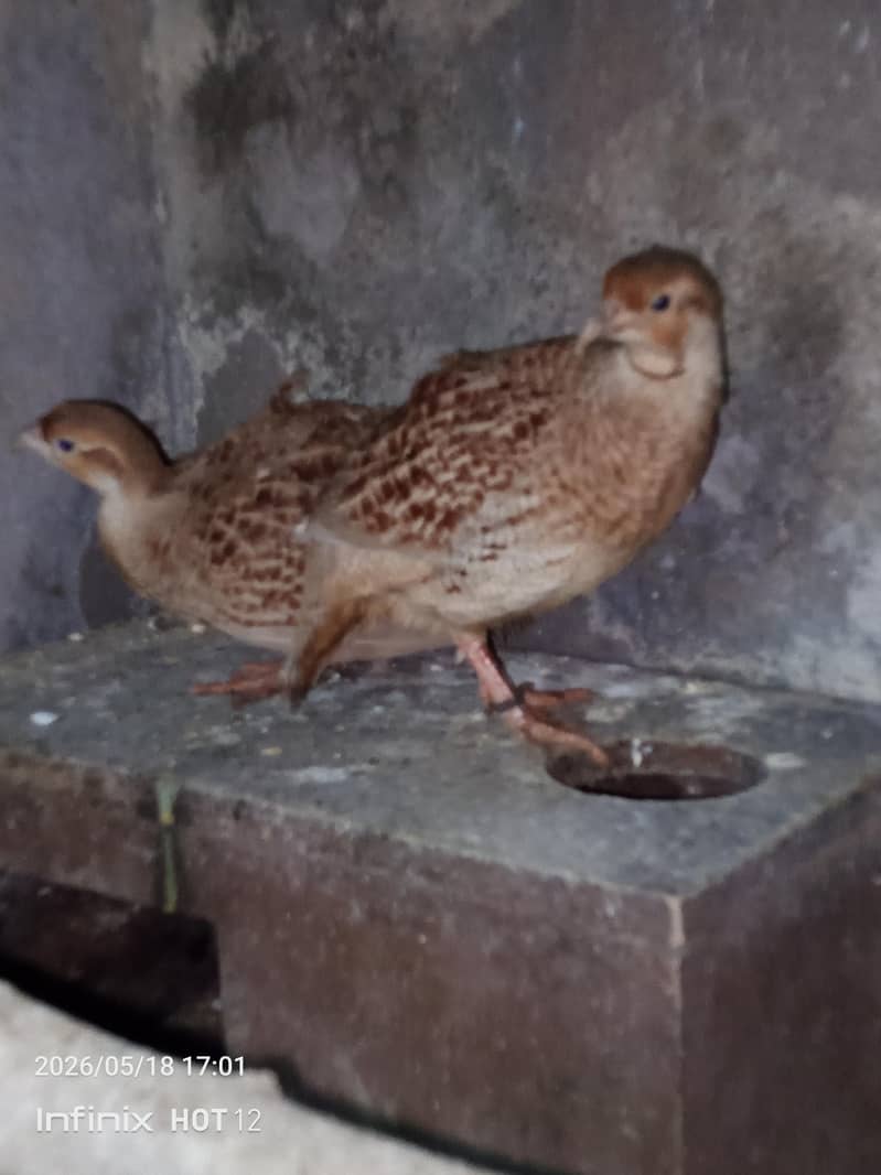 tikar pair 3