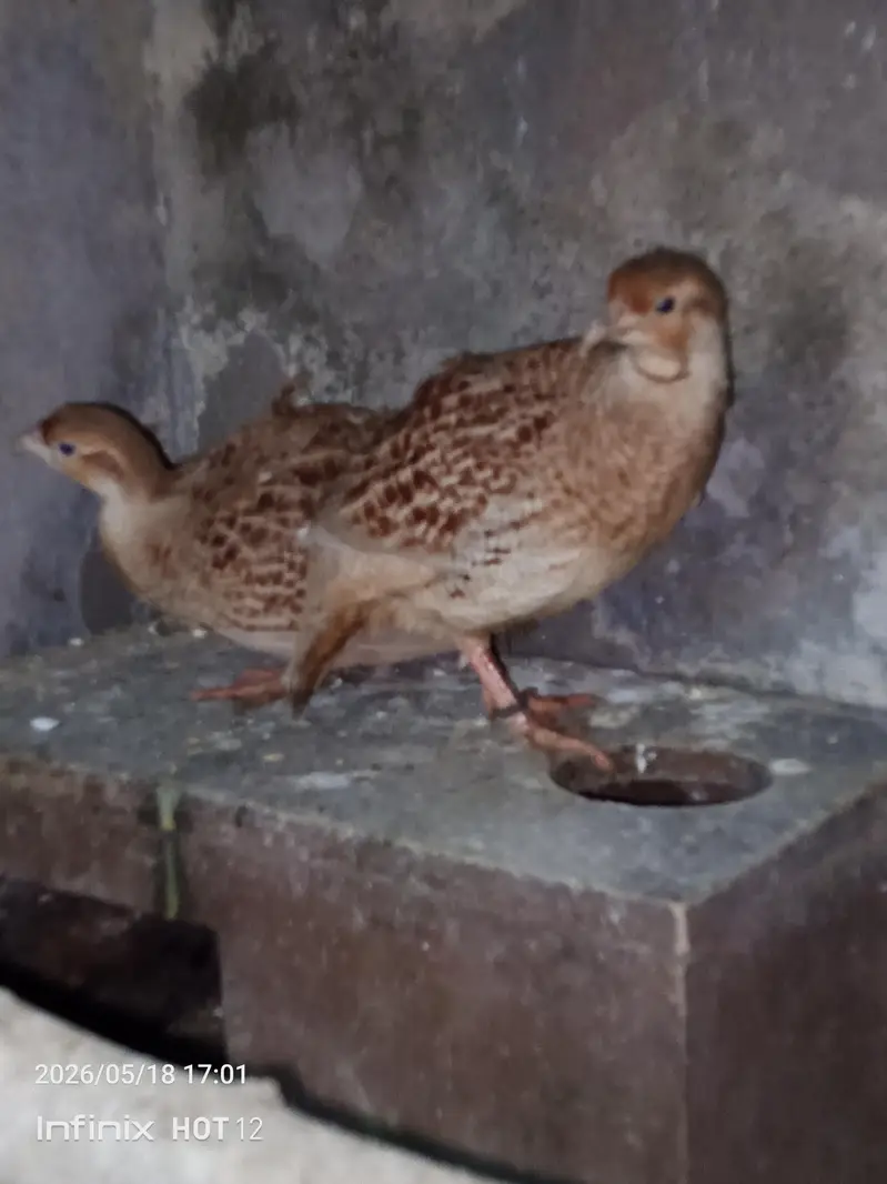 tikar pair — photo 4