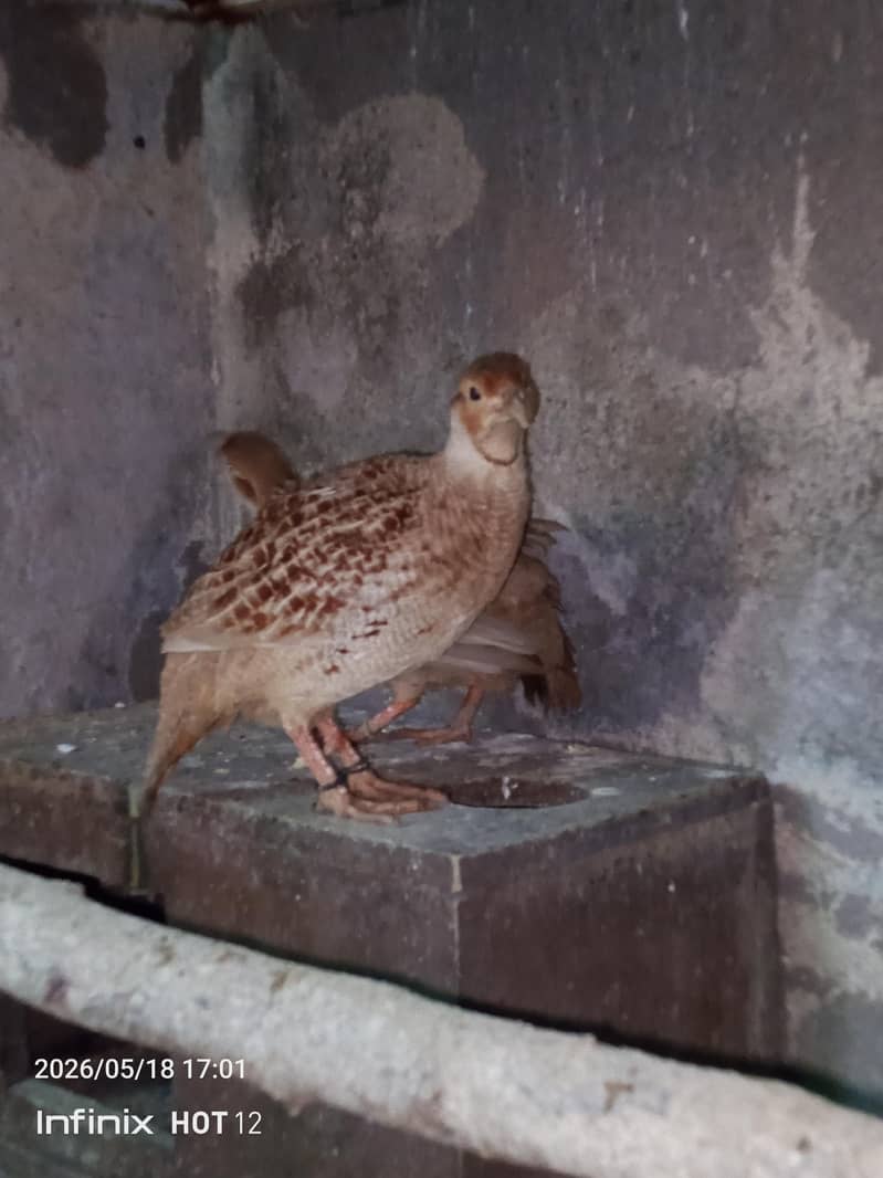 tikar pair 4