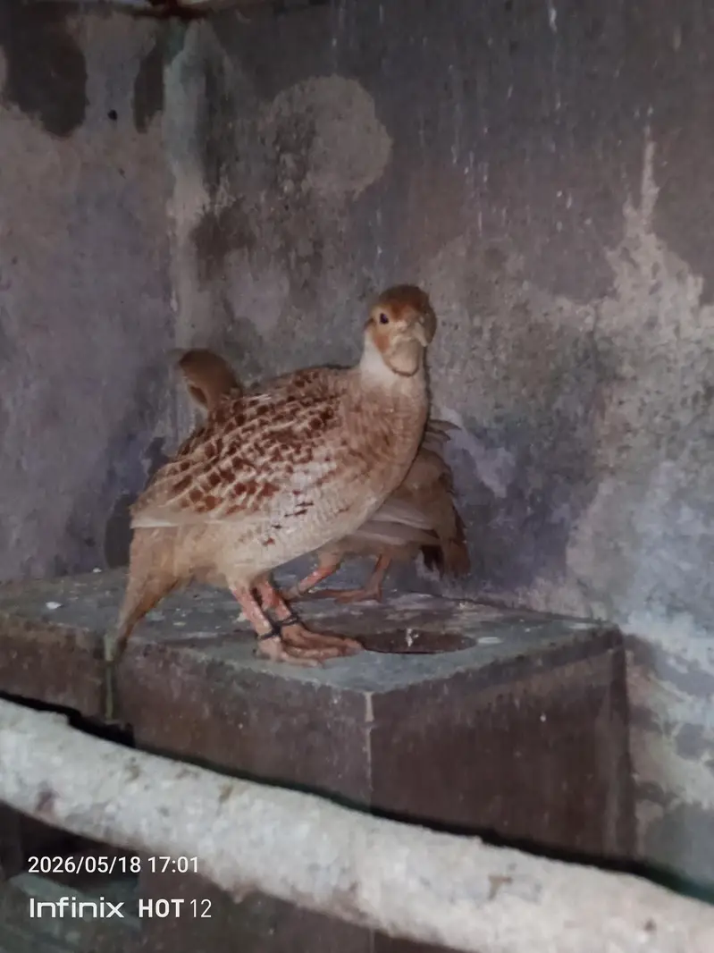 tikar pair — photo 5