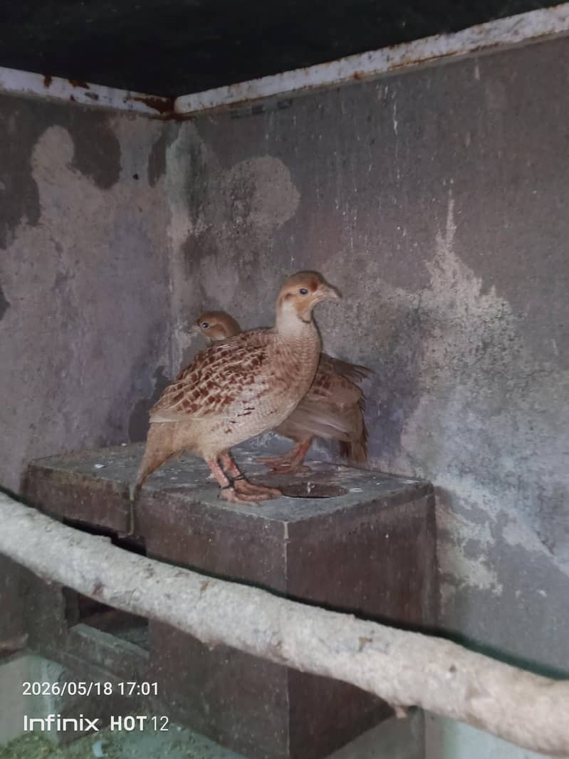 tikar pair 5