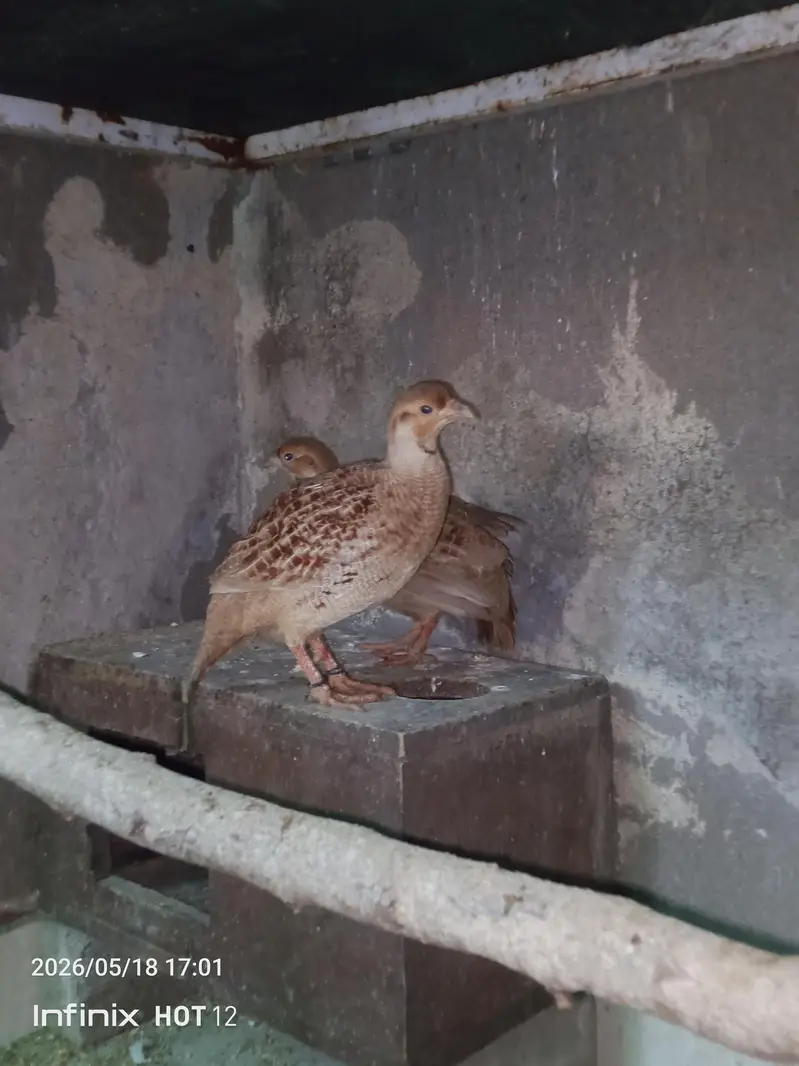 tikar pair — photo 6