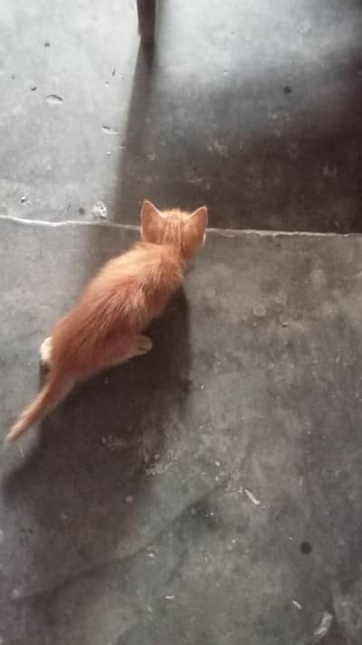 Persian cat with 3 kitten's