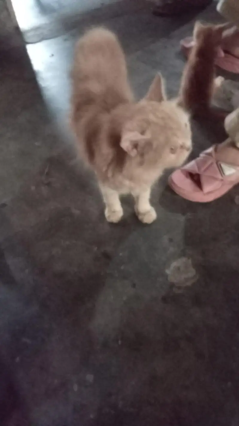 Persian cat with 3 kitten's — photo 2