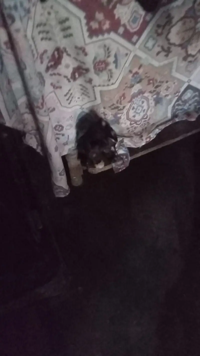 Persian cat with 3 kitten's — photo 4