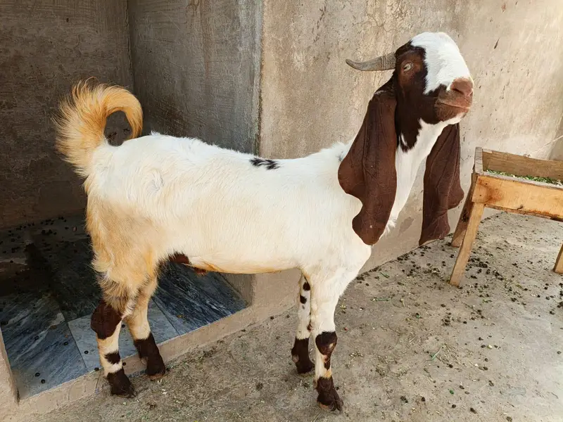 Beetal Cross Healthy Bakra For Sale Home Breed — photo 2