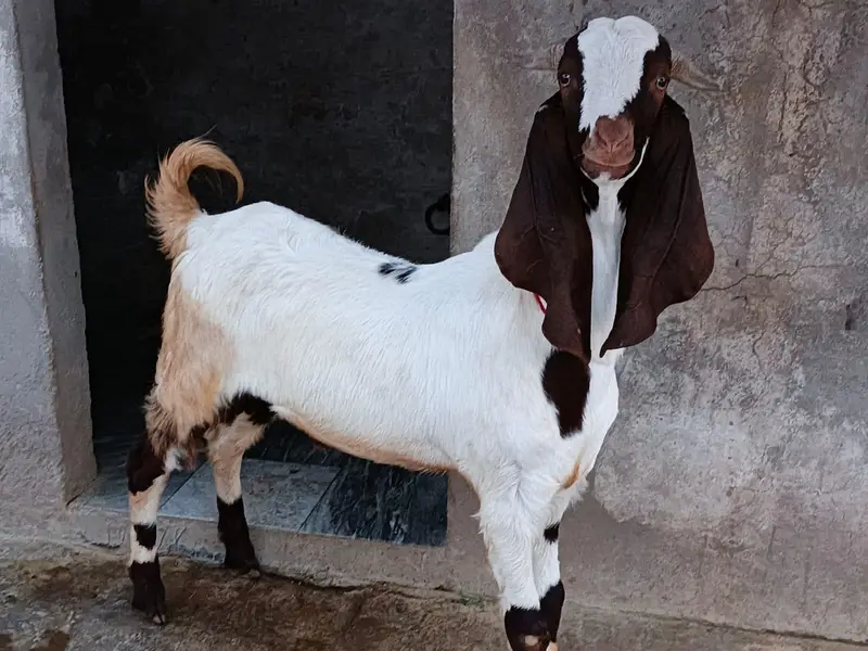 Beetal Cross Healthy Bakra For Sale Home Breed — photo 3