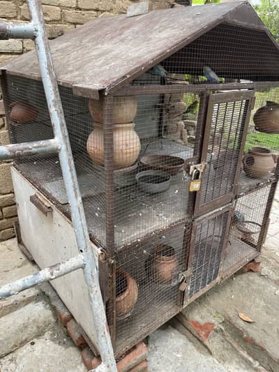Parrot cage with Australian parrot