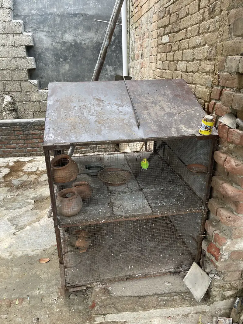 Parrot cage with Australian parrot — photo 2