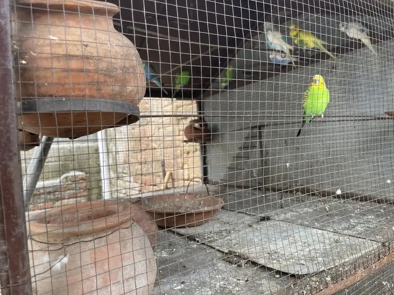 Parrot cage with Australian parrot — photo 3