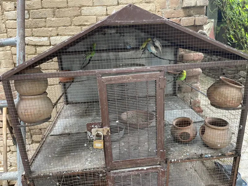 Parrot cage with Australian parrot — photo 4