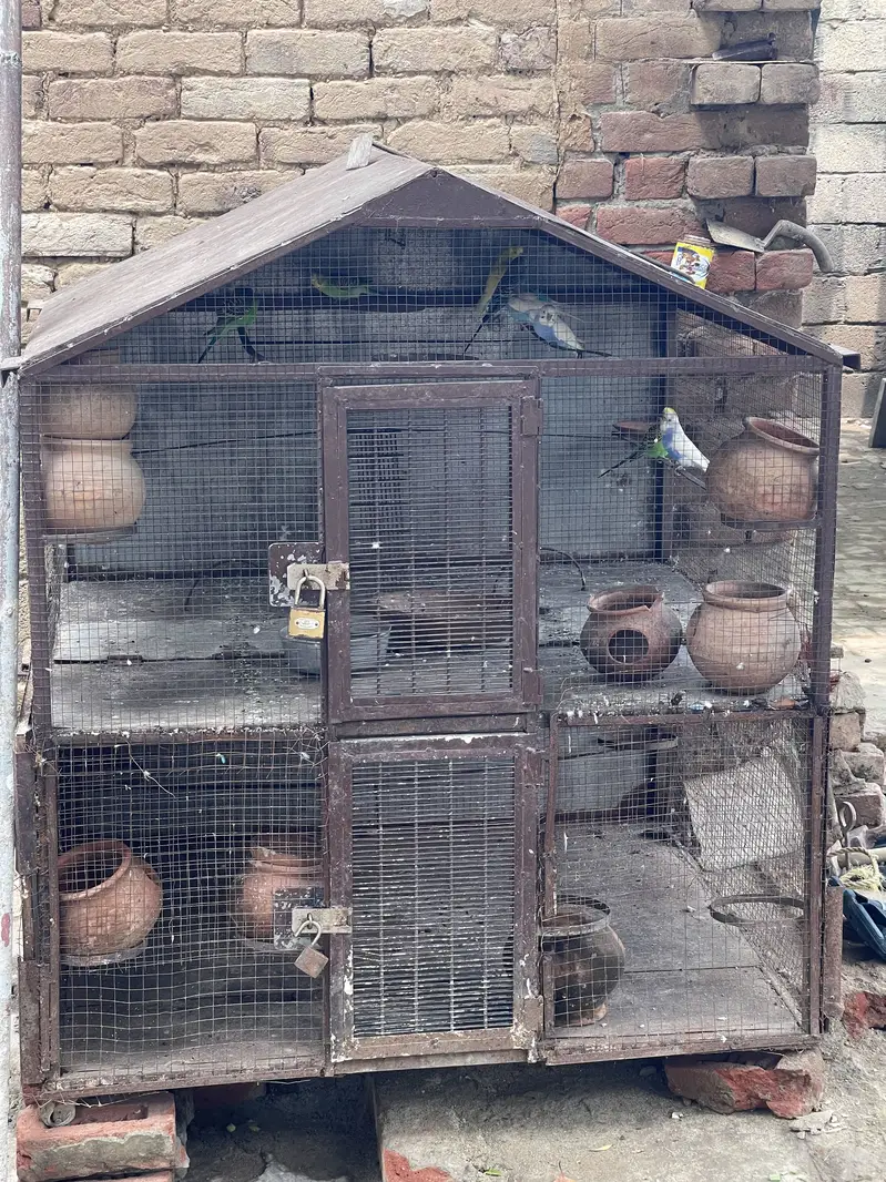 Parrot cage with Australian parrot — photo 5