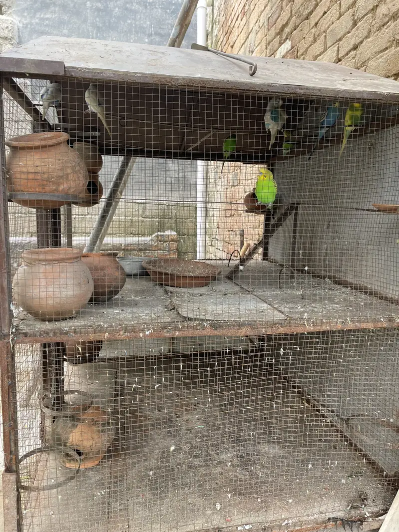 Parrot cage with Australian parrot — photo 6