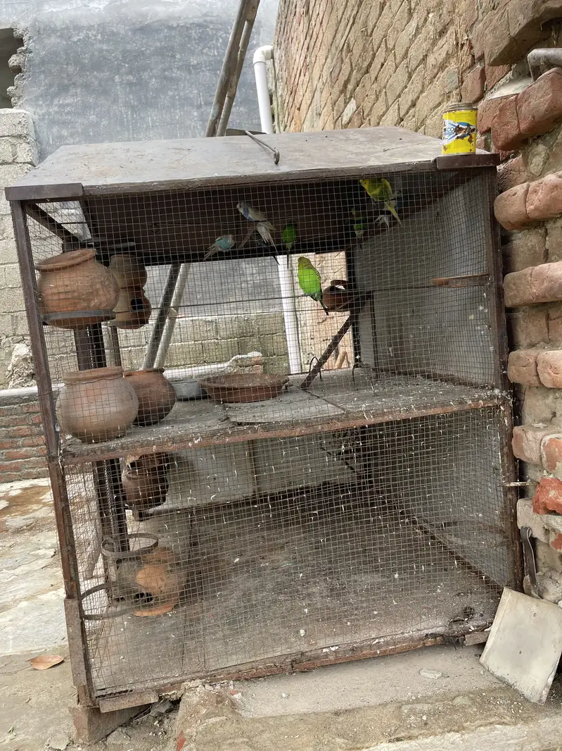 Parrot cage with Australian parrot — photo 7