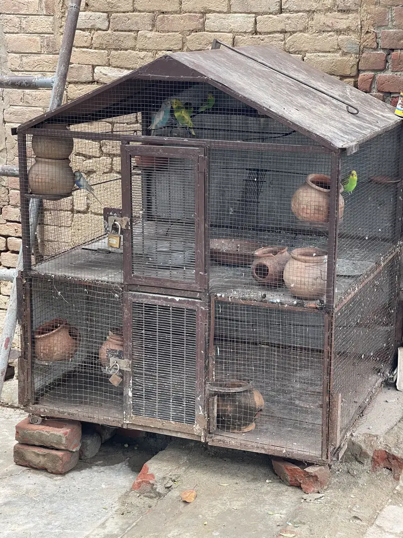 Parrot cage with Australian parrot — photo 8