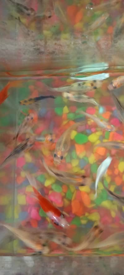 300    fully loaded molly fish available hay aur shipper Bhi hay
