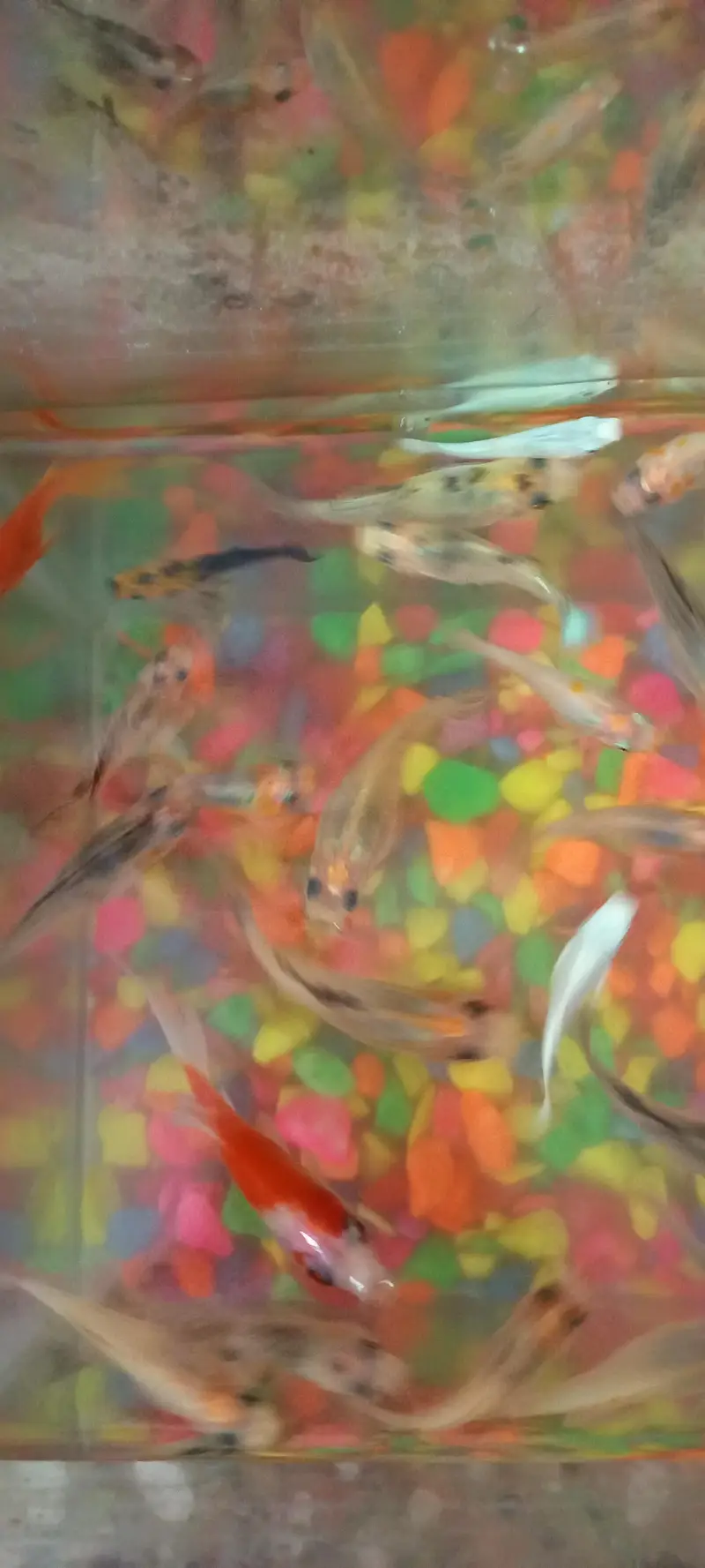 300    fully loaded molly fish available hay aur shipper Bhi hay