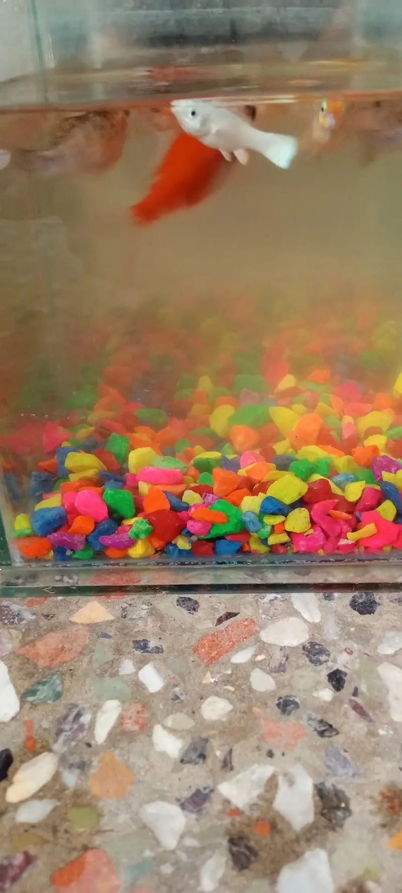 300    fully loaded molly fish available hay aur shipper Bhi hay — photo 2
