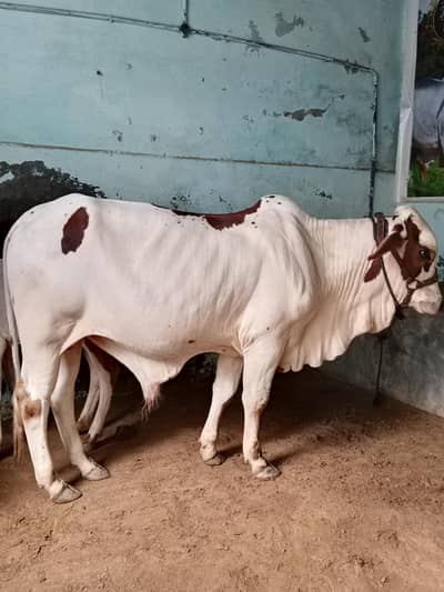 ABLACK BACHRA FOR SALE LOCATION KARACHI