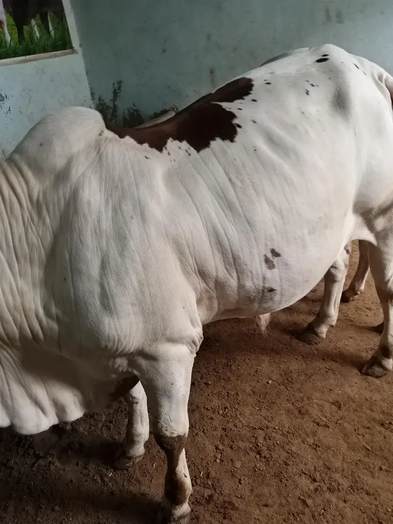ABLACK BACHRA FOR SALE LOCATION KARACHI — photo 2