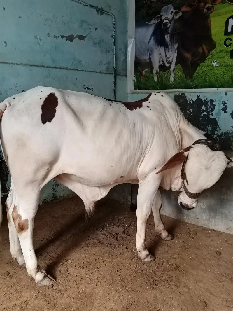 ABLACK BACHRA FOR SALE LOCATION KARACHI — photo 3