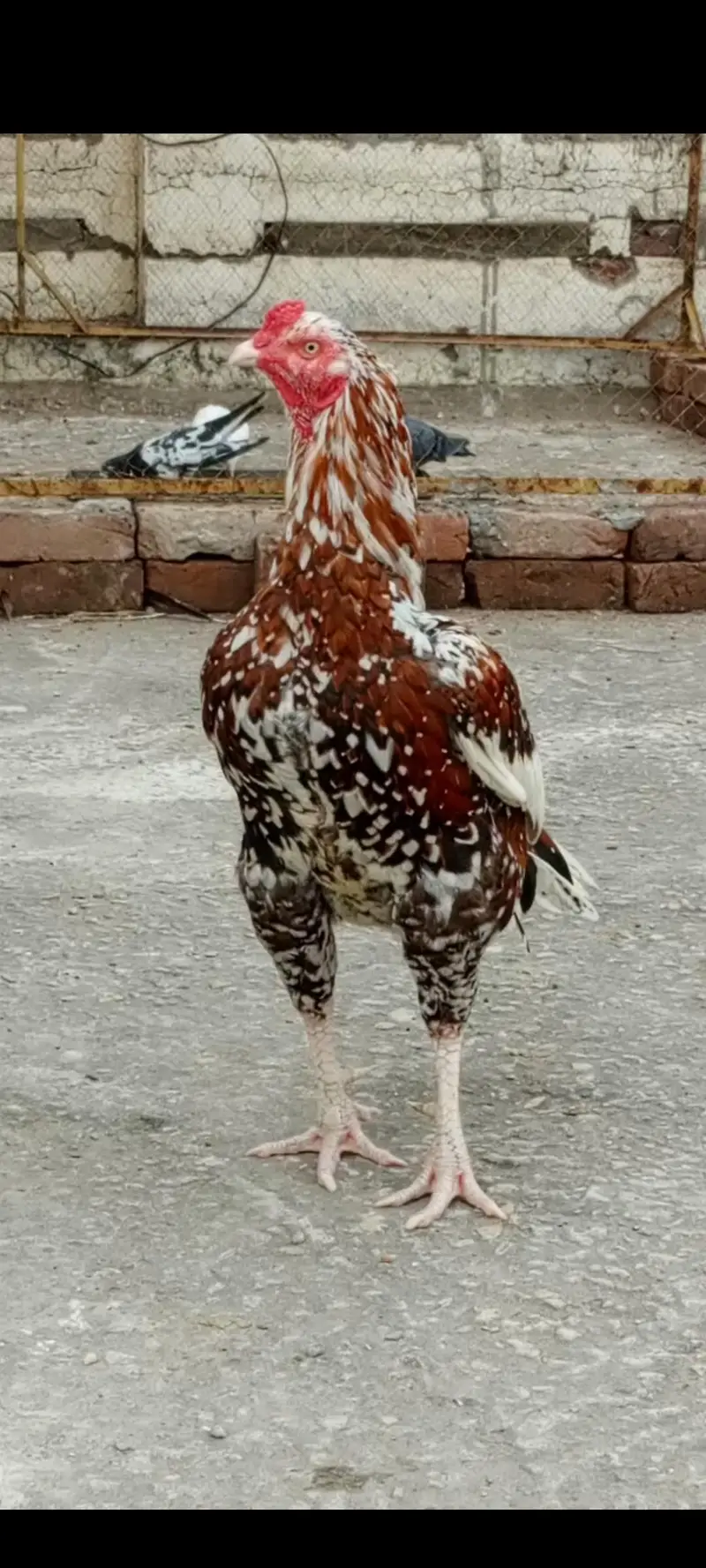 aseel murga — photo 2