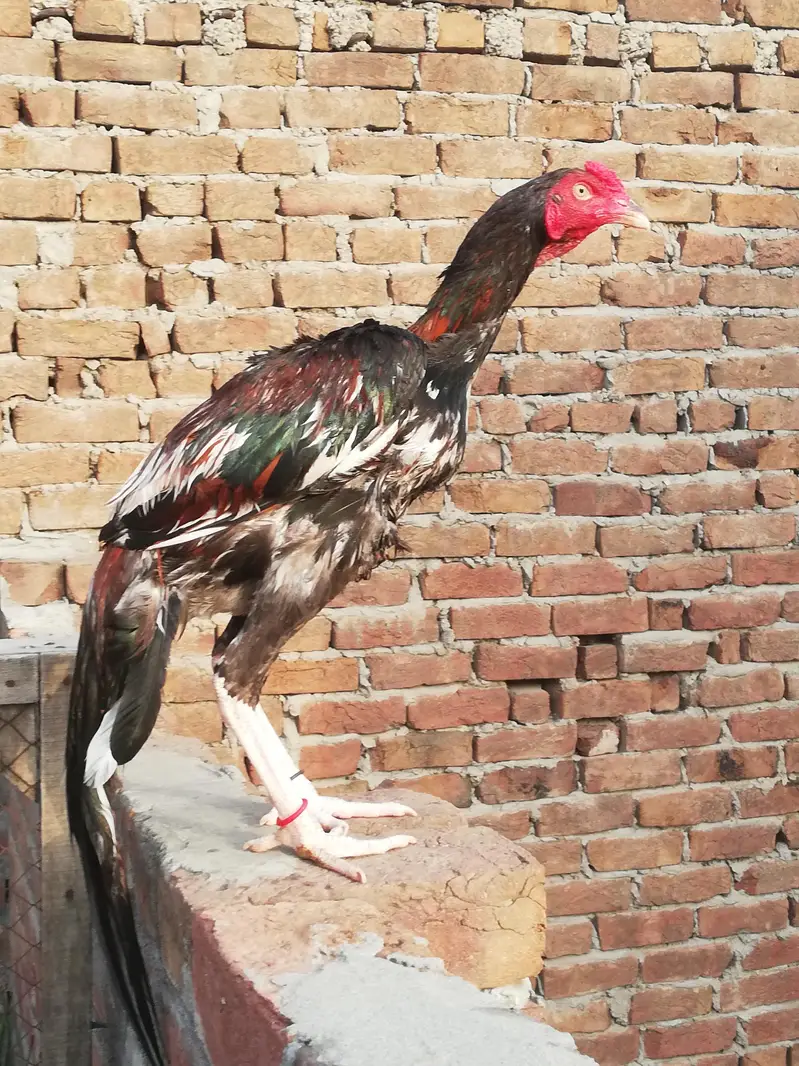 Aseel murga — photo 2
