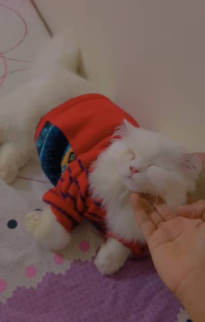 HIGH QUALITY MALE PERSIAN CAT BLUE EYES