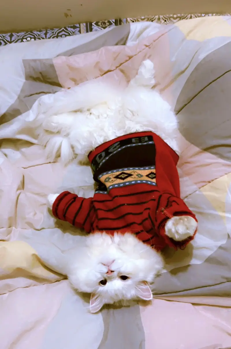 HIGH QUALITY MALE PERSIAN CAT BLUE EYES — photo 3