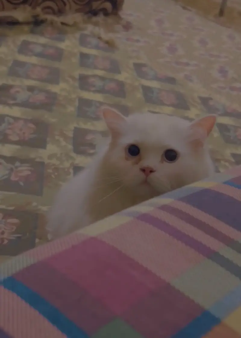 HIGH QUALITY MALE PERSIAN CAT BLUE EYES — photo 4