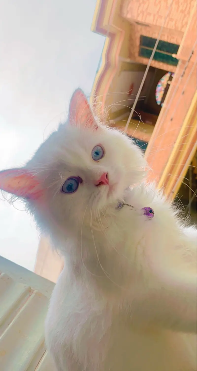 HIGH QUALITY MALE PERSIAN CAT BLUE EYES — photo 6