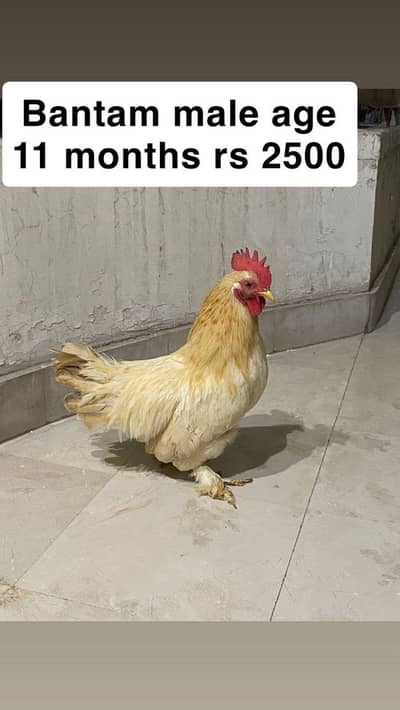 I am selling bantam , golden buff , incubator  URGENT SALE