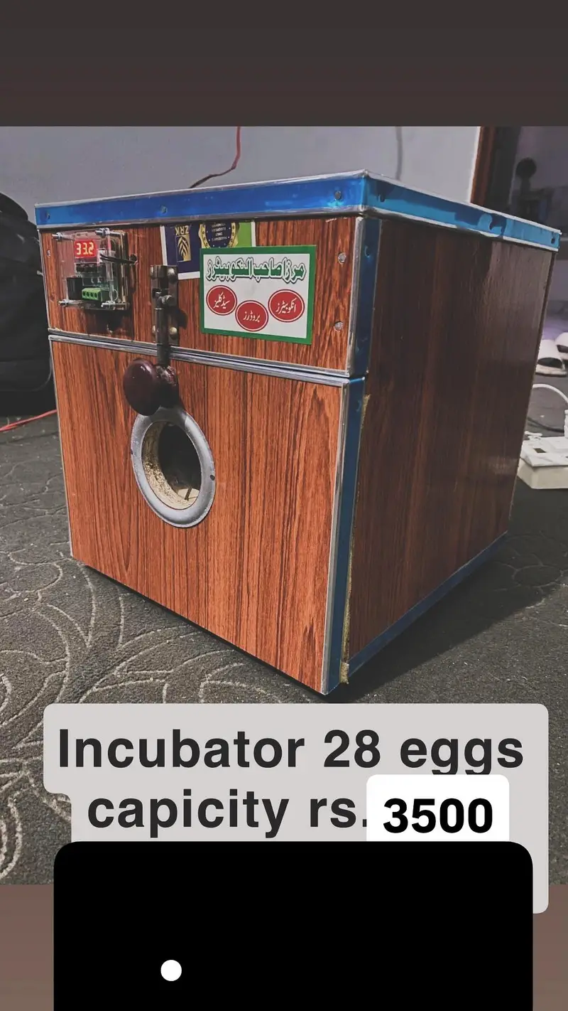 I am selling bantam , golden buff , incubator  URGENT SALE — photo 3