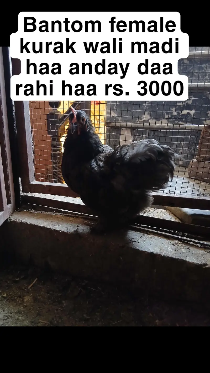 I am selling bantam , golden buff , incubator  URGENT SALE — photo 4