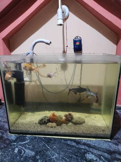 Aquarium with fishes for sale