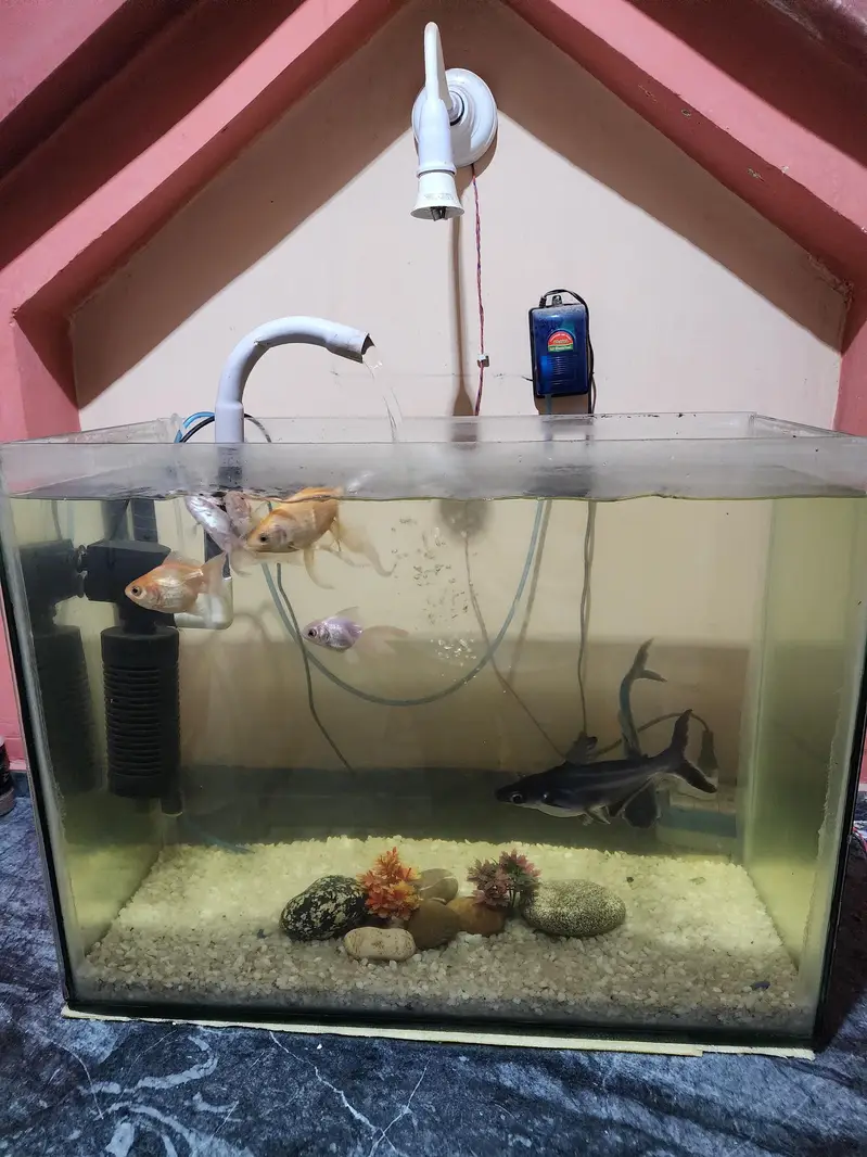 Aquarium with fishes for sale — photo 2